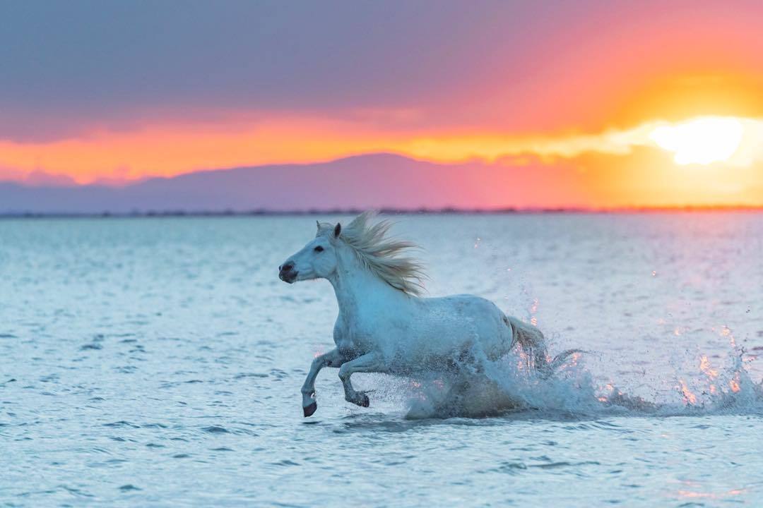 Marie de TROOSTEMBERGH - FINE ART PHOTOGRAPHY : COLLECTION : EQUESTRIANS :  L'AFFAIRE DU GALOP